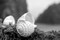 Crescent Beach Shells 1 Poster Print by Alan Blaustein - Item # VARPDXB3359D